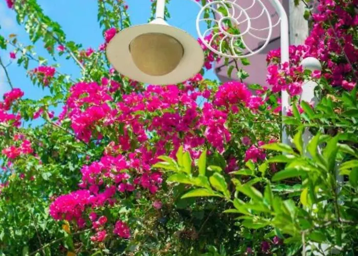 Valentino * Gjashtë